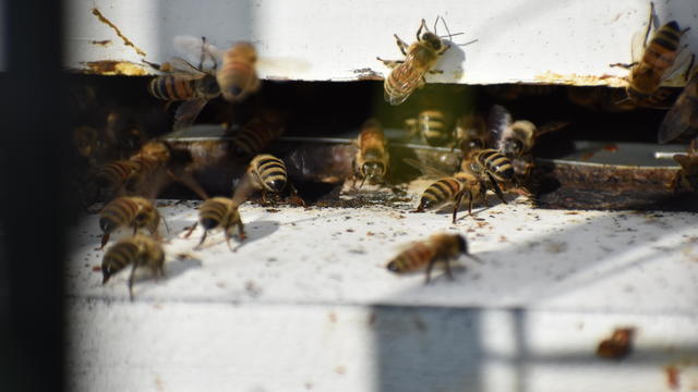 Michigan researchers say honey bees can detect cancer 