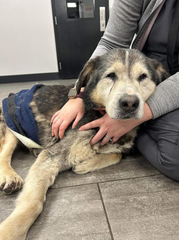 Michigan senior dog with multiple health problems finds new home 