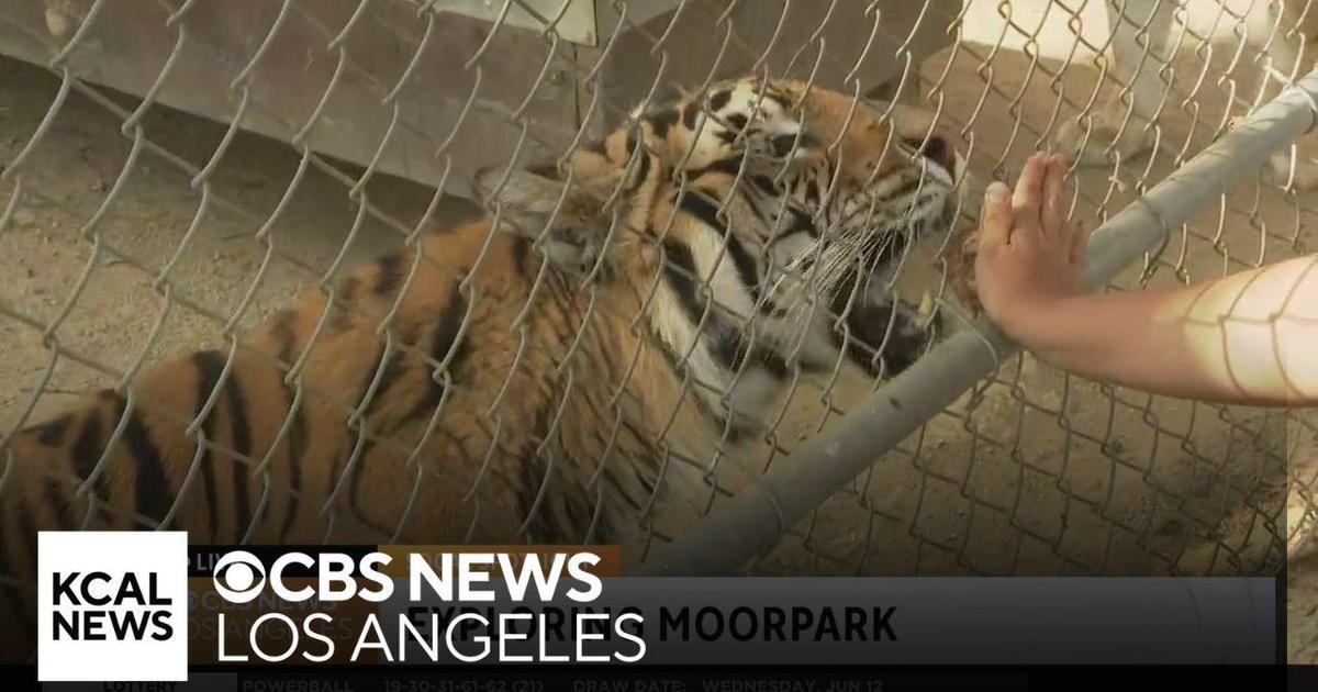 Teaching Zoo at Moorpark College | SoCal Spotlight - CBS Los Angeles