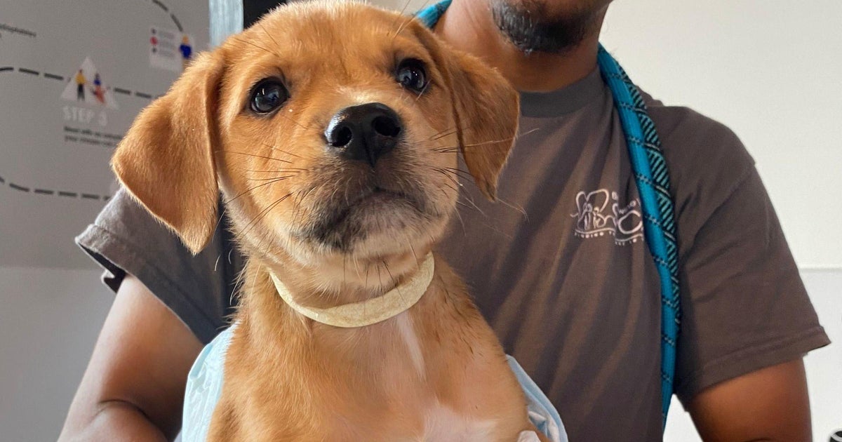 Over 1,000 pets up for adoption at Brandywine Valley SPCA event in Delaware this weekend Over 1,000 pets up for adoption at Brandywine Valley SPCA event in Delaware this weekend