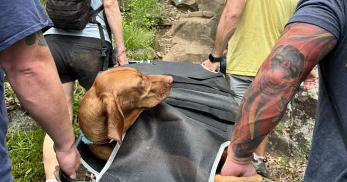 Dog bitten by venomous snake at Connecticut state park rescued from mountain