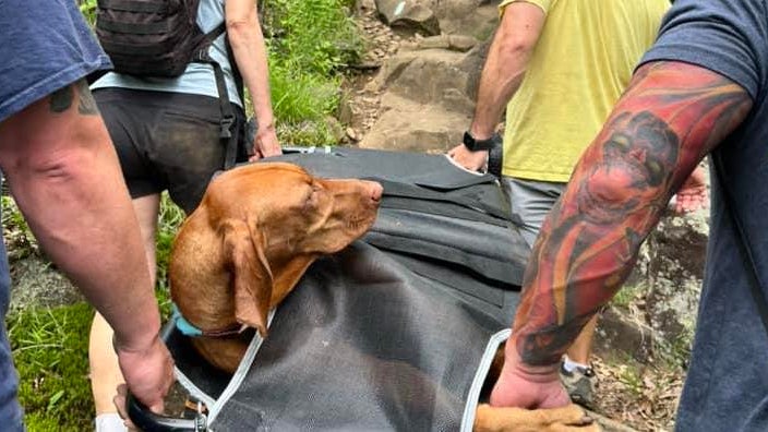 dogs-news-today-s-latest-updates-cbs-news