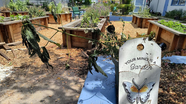 oakland-curry-school-garden-vandalism-061824.jpg 