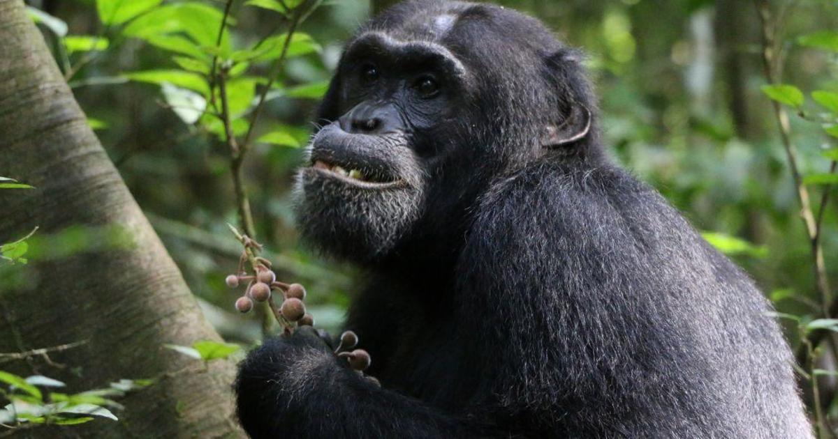 Chimpanzees seek out medicinal plants to treat injuries and illnesses, study finds