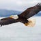 With Biden's signature, bald eagle officially America's bird