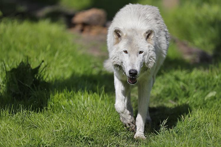 Wolves attack and seriously injure woman who went jogging in French zoo ...