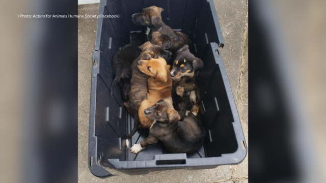 kdka-puppies-abandoned-walmart-1.png 