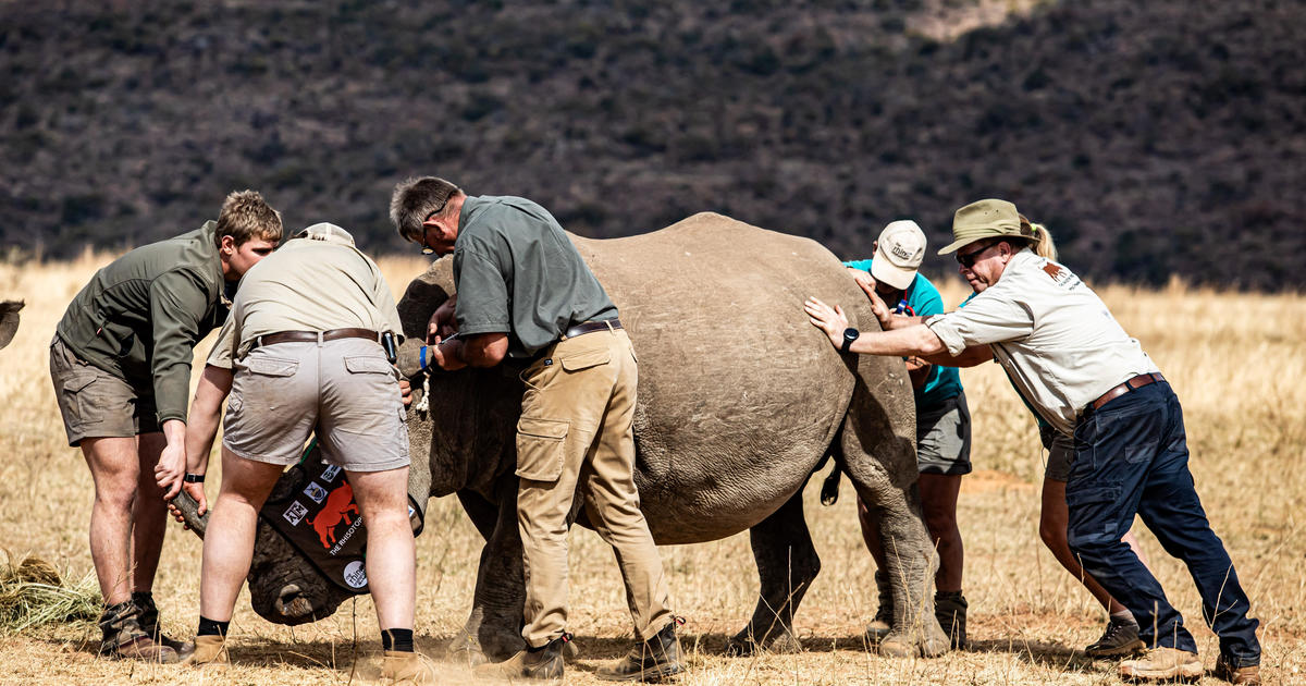 Rhino horns injected with radioactive material in bid to curb poaching