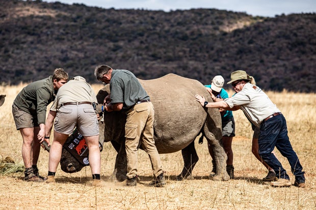 Live rhino horns injected with radioactive material in project aimed at curbing poaching in South Africa