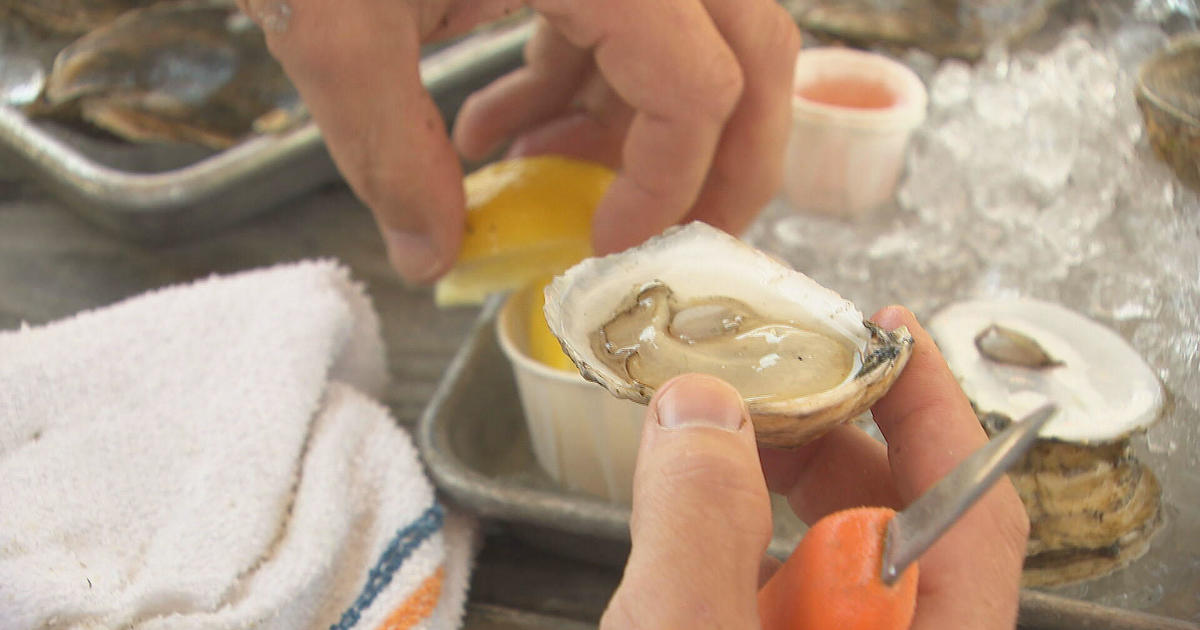 First oyster farm on Boston’s South Shore now selling to chefs around the country