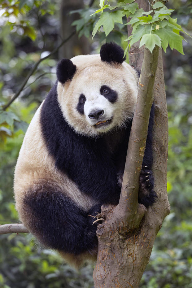 giant panda Xin Bao 