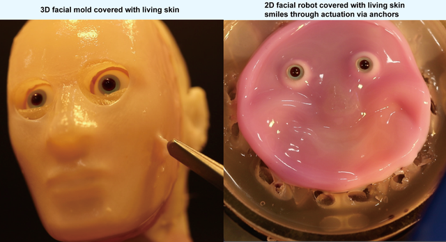ShocKING (Lotus) human robot パンデッド HUMAN ROBOT TOYS PANDEAD ShocKING LOTUS - メルカリ