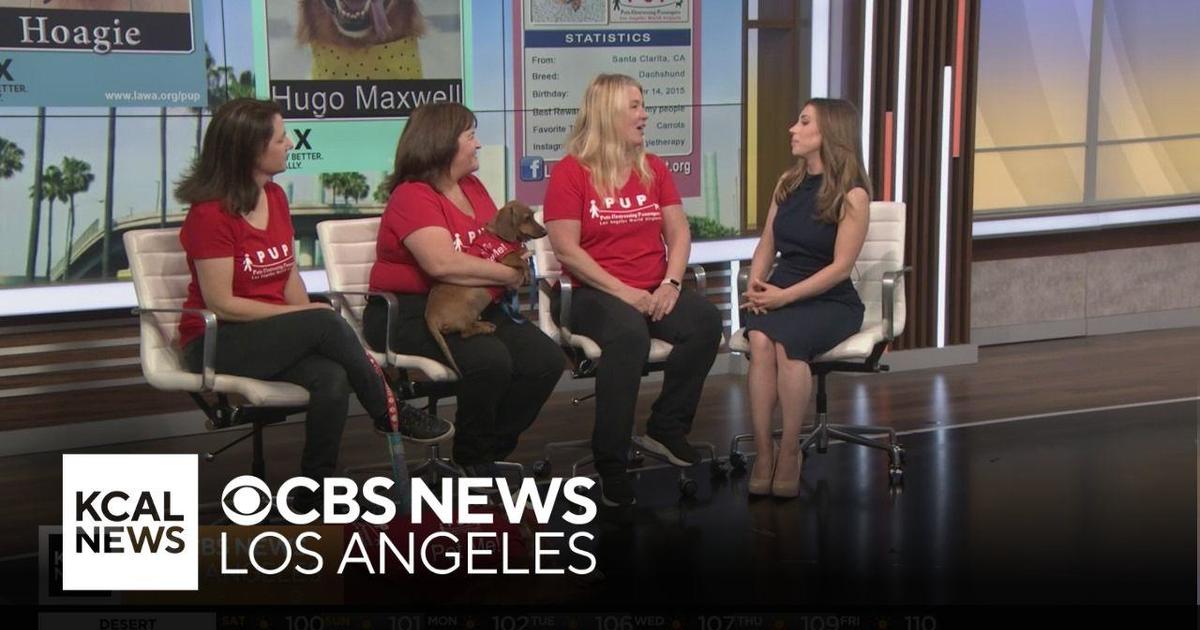 The dogs of LAX PUP program help travelers deal with stress