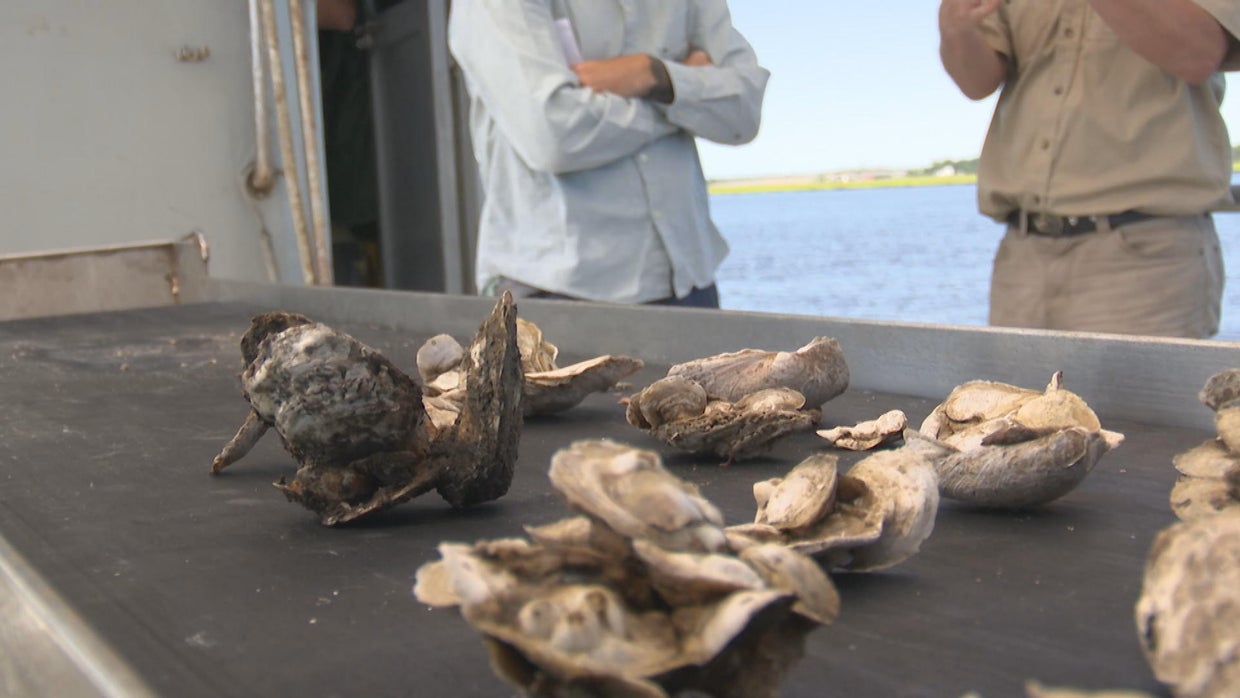 How Atlantic City's discarded oyster shells are helping the New Jersey ...