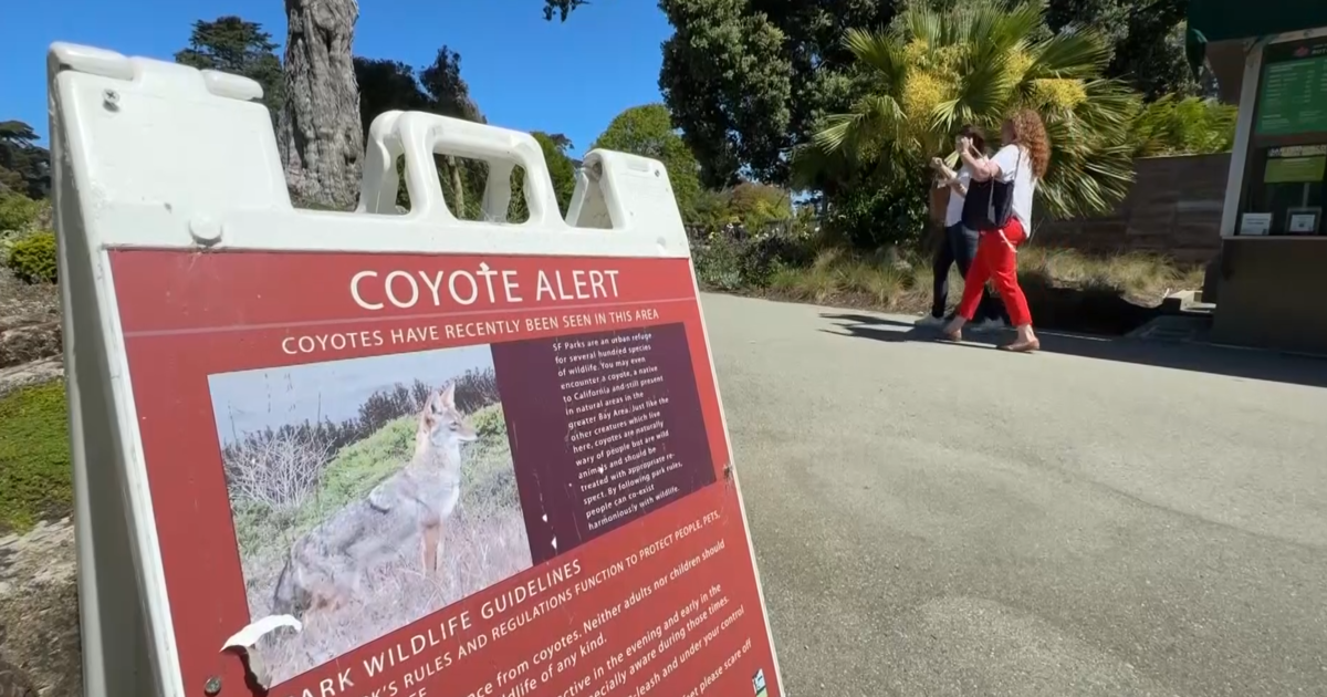 Wildlife officials may have killed coyote that bit girl at SF Botanical Garden