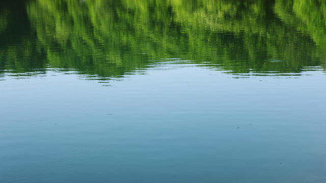 Surface of the lake in forest 