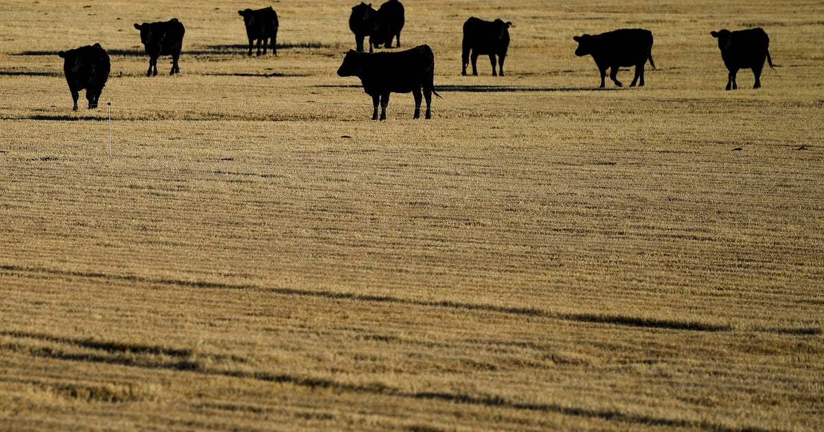 Bird flu confirmed in a Colorado farmworker - CBS Colorado