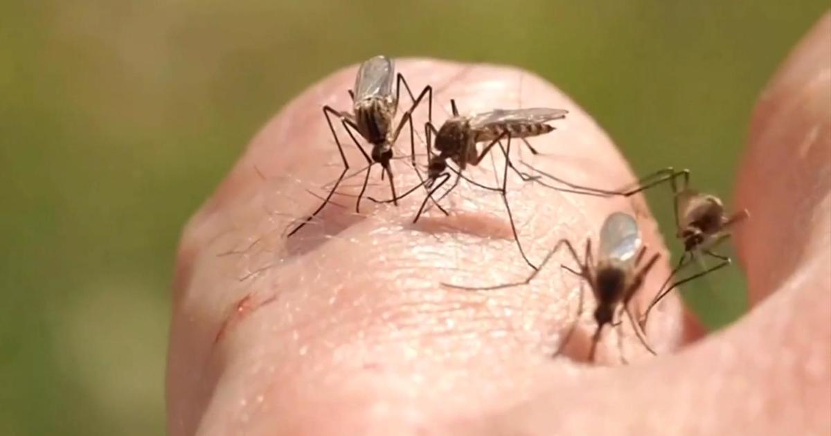 Dengue fever alert issued in Florida Keys