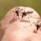 Dengue fever alert issued in Florida Keys