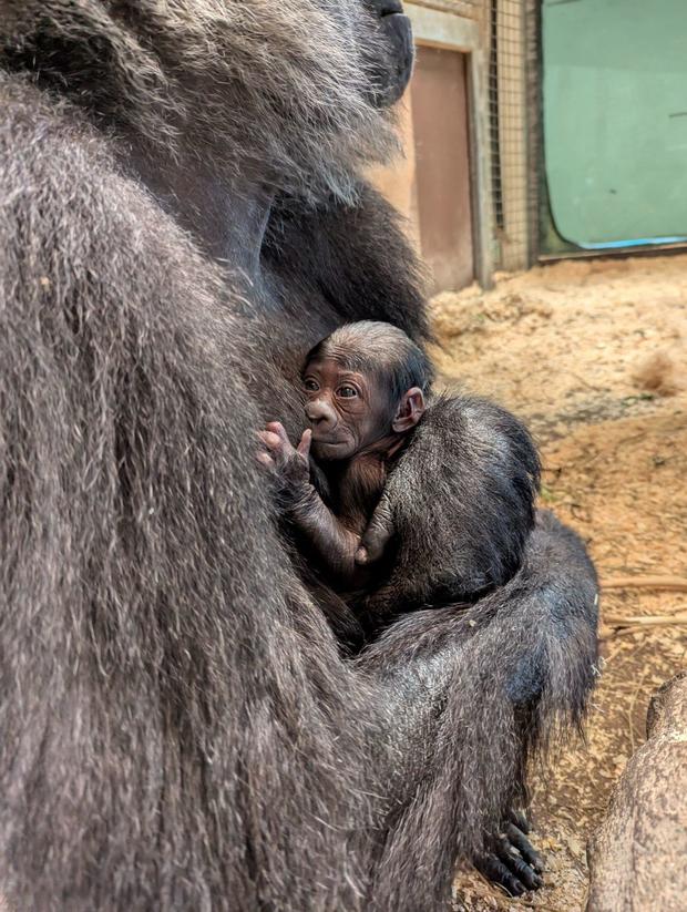 Critically endangered gorilla born at Ohio zoo WSGW 790 AM & 100.5 FM