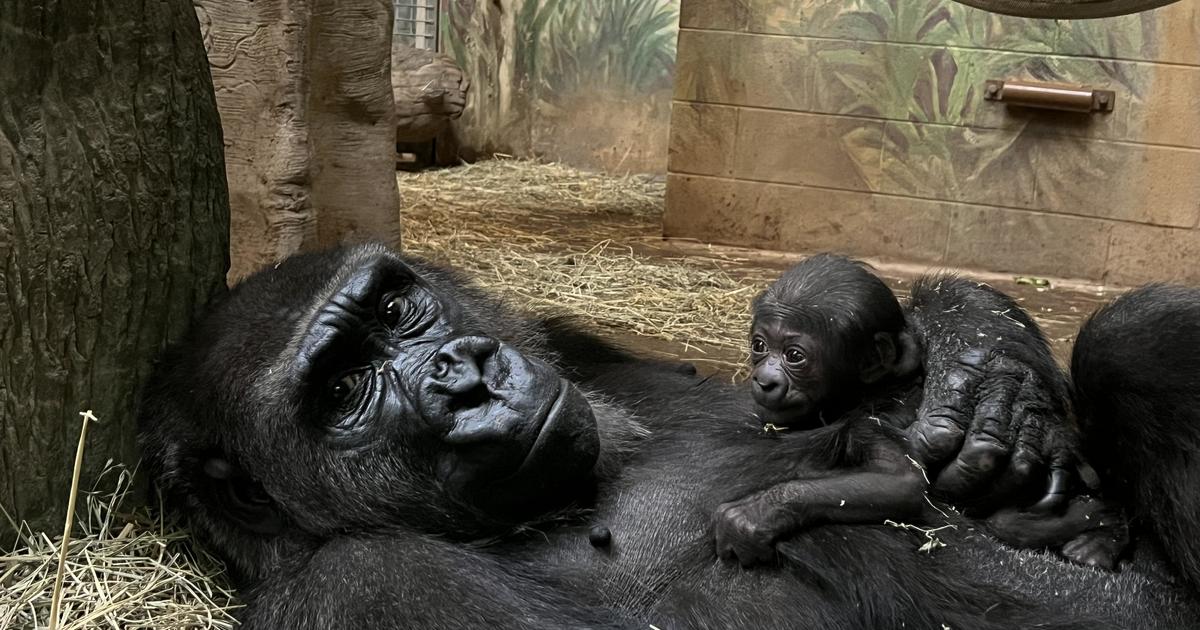 Critically-endangered gorilla born at Ohio zoo