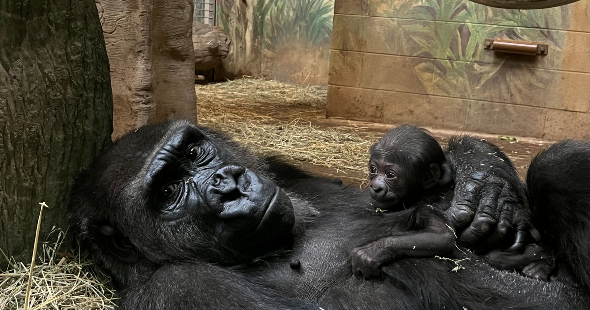 Ohio Zoo Welcomes Critically Endangered Baby Gorilla