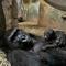 Critically-endangered gorilla born at Ohio zoo
