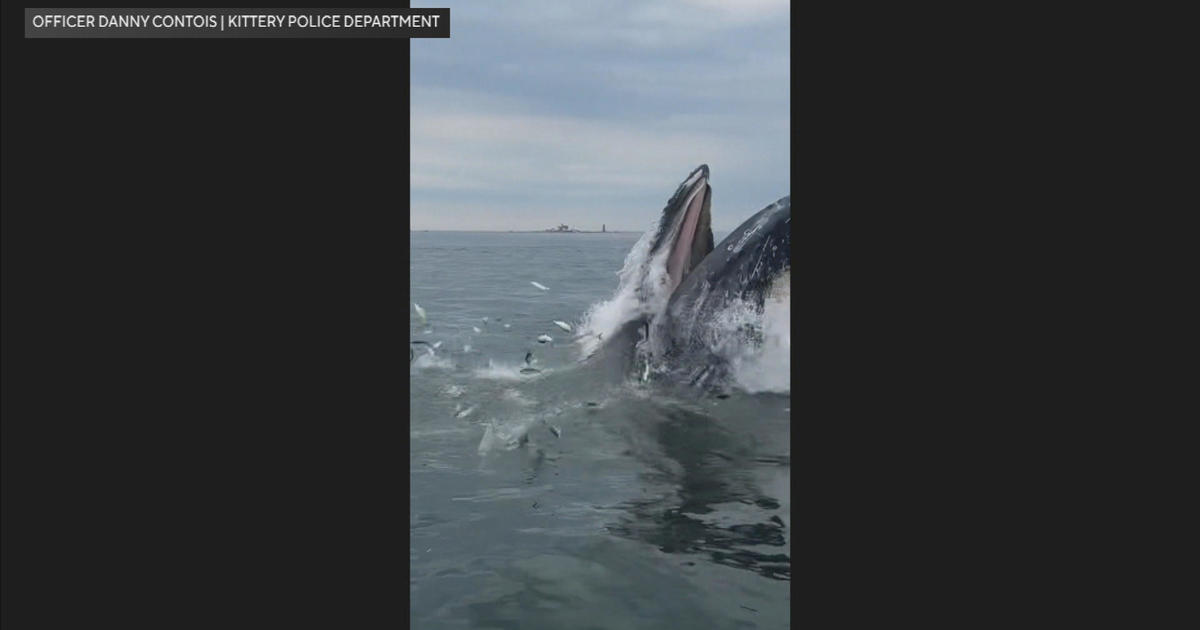 ‘Beautiful sight’: Video shows humpback whale jumping out of water in Maine