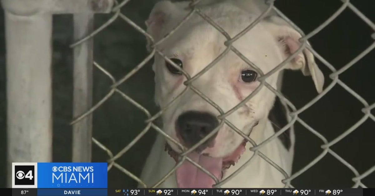 Miami-Dade animal shelters now open on weekends to tackle ...