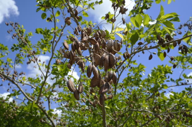 Pongamia Tree What to Know 