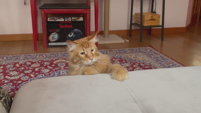 Tips for getting cats to stop scratching furniture 