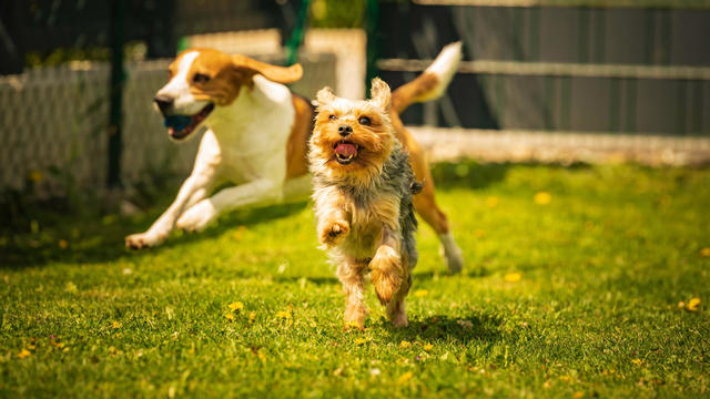 Cute Yorkshire Terrier dog and beagle dog chese each other in backyard. 