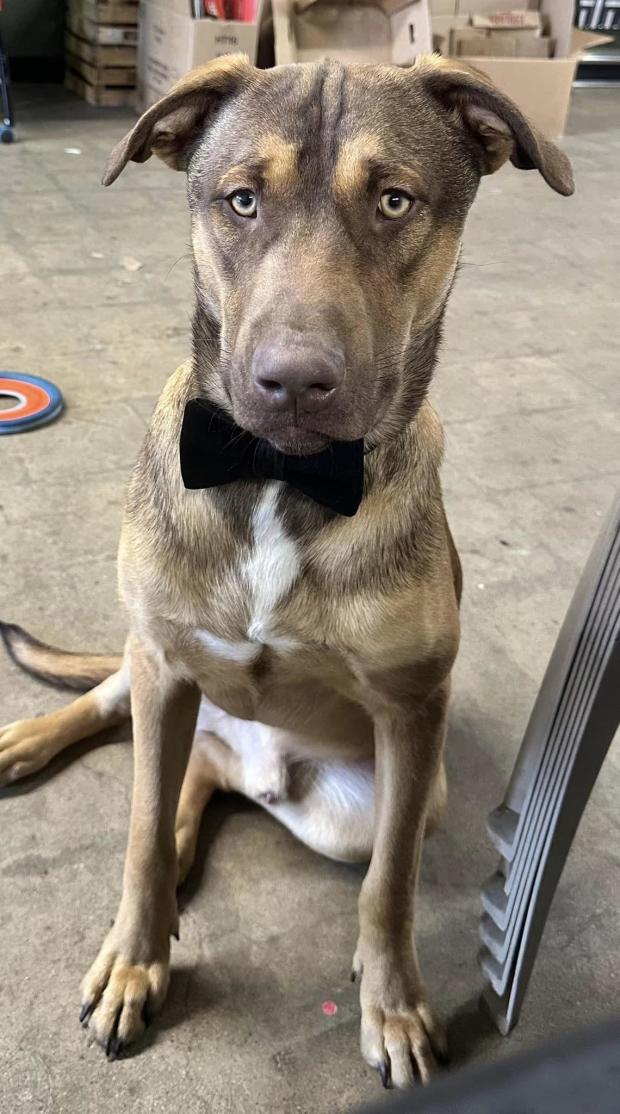 Detroit-area business offering free chips and salsa for a year if you guess this dog's correct breed 