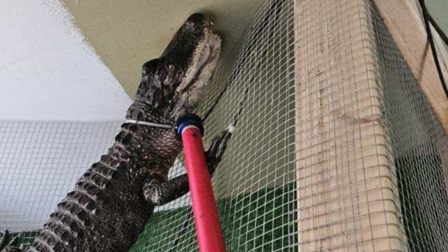 Police find pet alligator inside Detroit home amid wellness check 