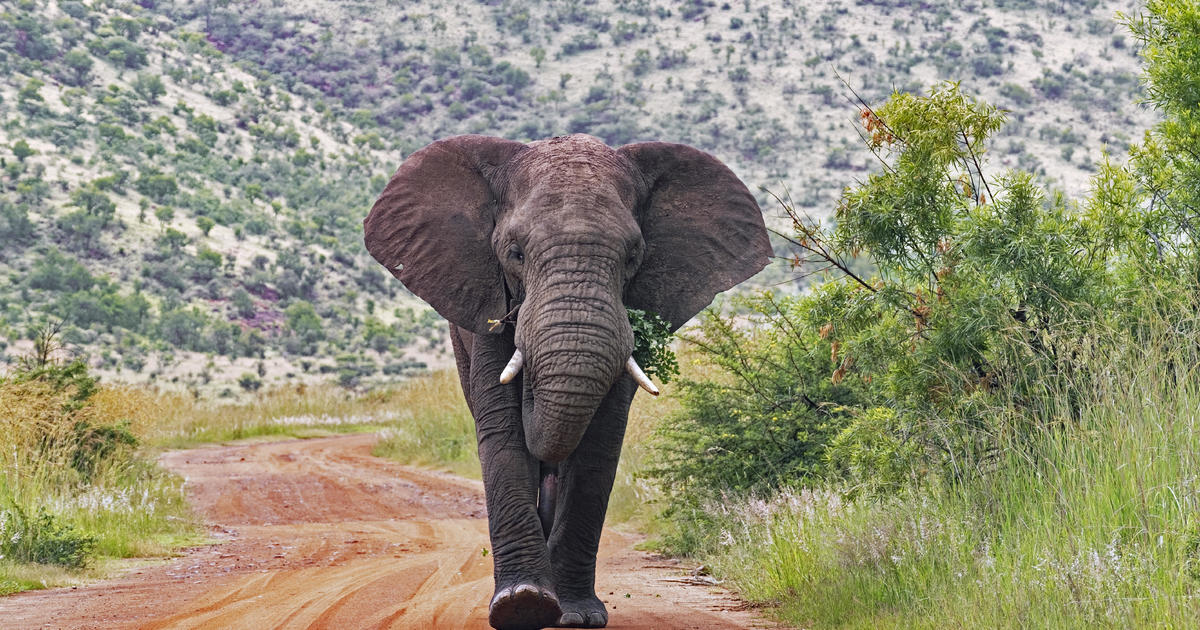Elephants trample tourist to death after he left his fiancée in car to take photos in South Africa
