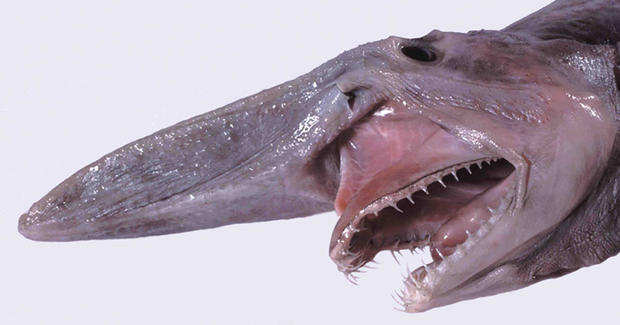 Shark species can get kind of weird. See 3 of the strangest wobbegongs, goblins and vipers.