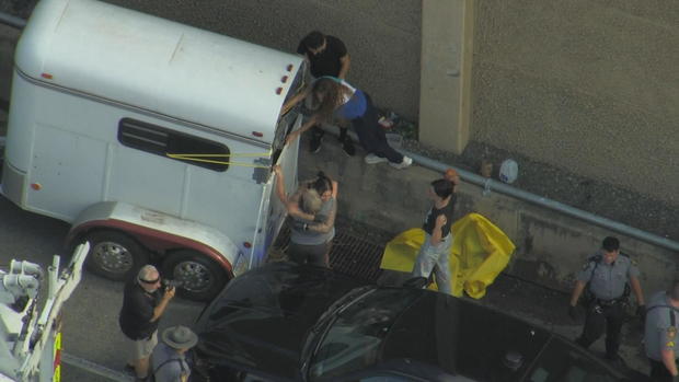 People hug after a pig was pushed into a trailer after escaping onto the highway 