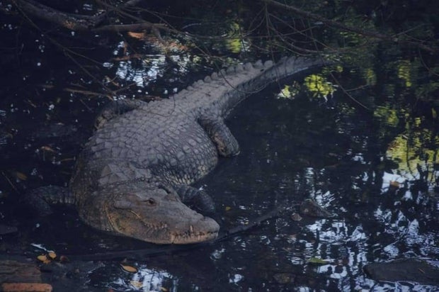 crocodilo-sdu-035-2024-coordena-seduma-ações-em-busca-de-controlar-a-superpopulação-de-crocodilos-6.jpg