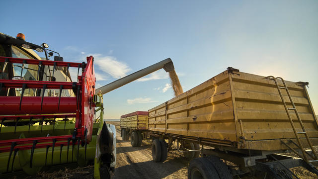 Combine harvester unloading freshly harvested soybeans in truck at farm 
