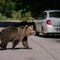 After woman mauled to death, Romania authorizes killing 481 bears