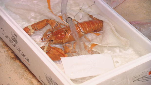 orange-lobster-63vo-transfer-frame-692.jpg 