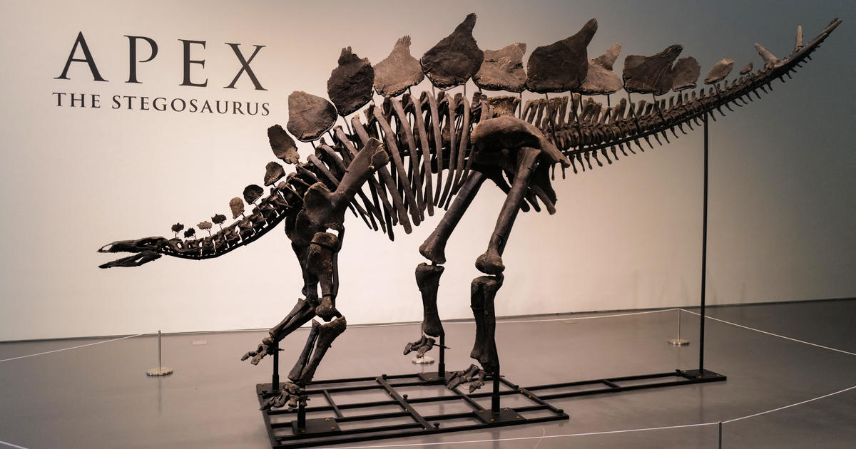 بيع ستيجوسورس بنحو 45 مليون دولار في مزاد سوثبي، وهو أعلى سعر لأي حفرية ديناصور