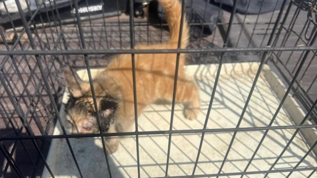 Kitten rescued by Michigan fire crew after getting head stuck in muffler 