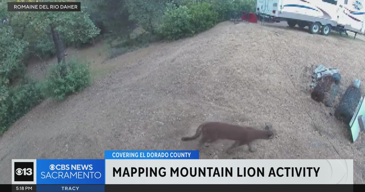 Data on mountain lion sighting and attacks presented to El Dorado County supervisors