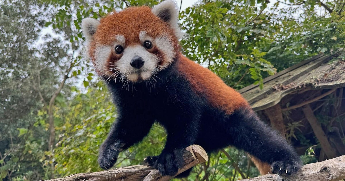 San Francisco Zoo welcomes younger feminine crimson panda named Little Mebo San Francisco Zoo welcomes younger feminine crimson panda named Little Mebo