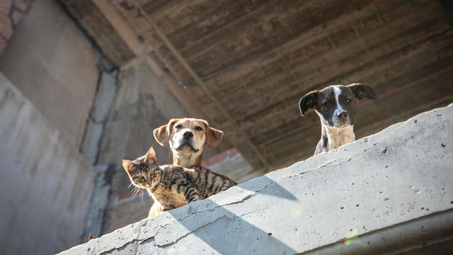 Two dogs and a cat look over a ledge 