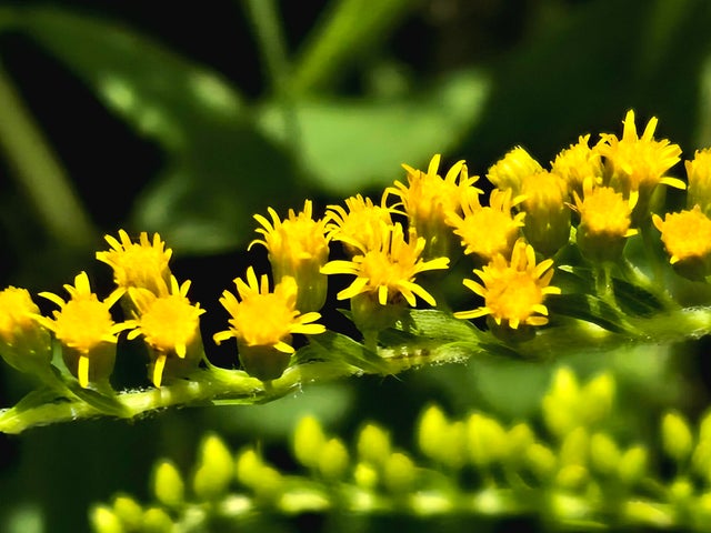 Samsung Galaxy Z Flip 6 Review 