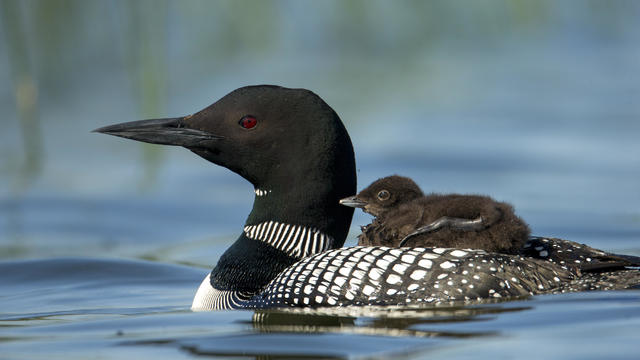 Common Loon on lake, with young, feeding, sunset, riding on back. 