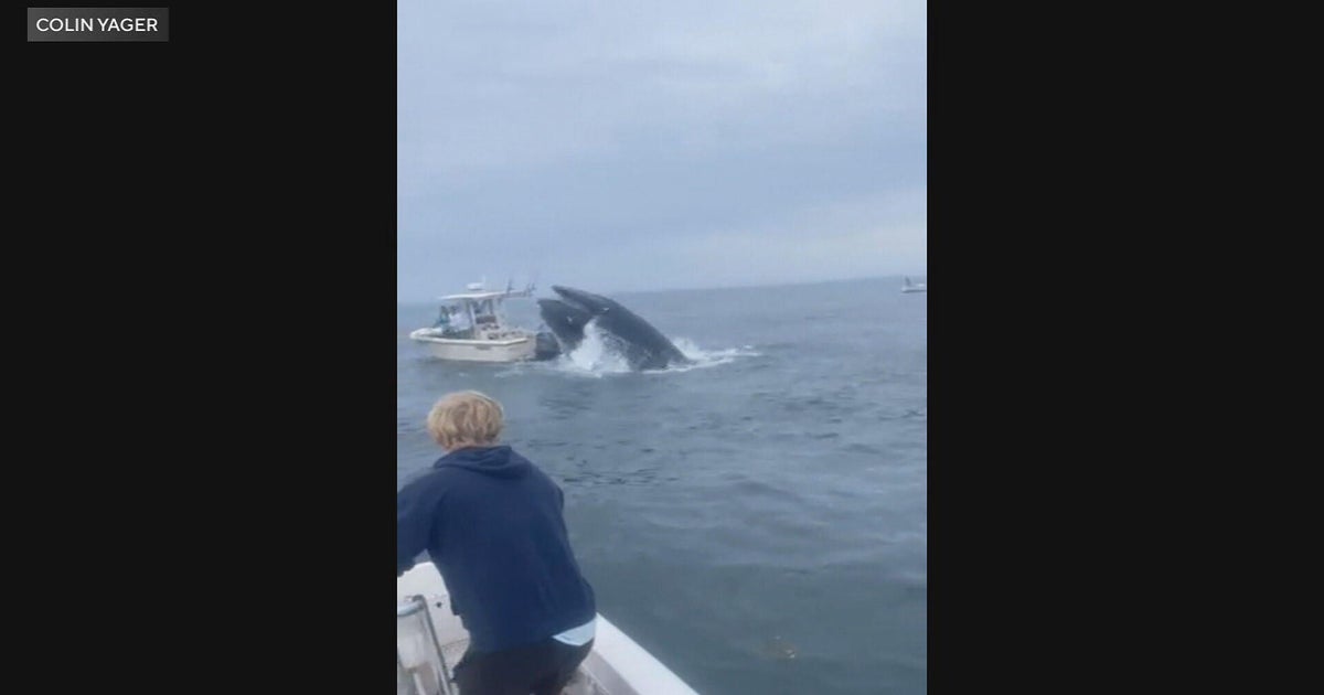 Video shows whale capsizing boat off New Hampshire coast, fishermen