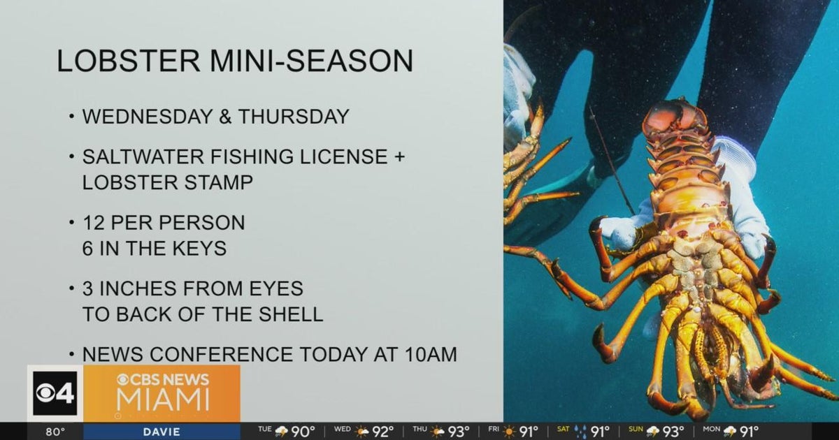 Florida lobster mini season gets underway at midnight Wednesday
